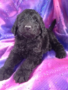 Giant Schnoodle Puppy for sale #1 Male|Giant Schnoodle Breeders in Florida Generally Charge More for their Giant Schnoodles|Puppies for sale 3